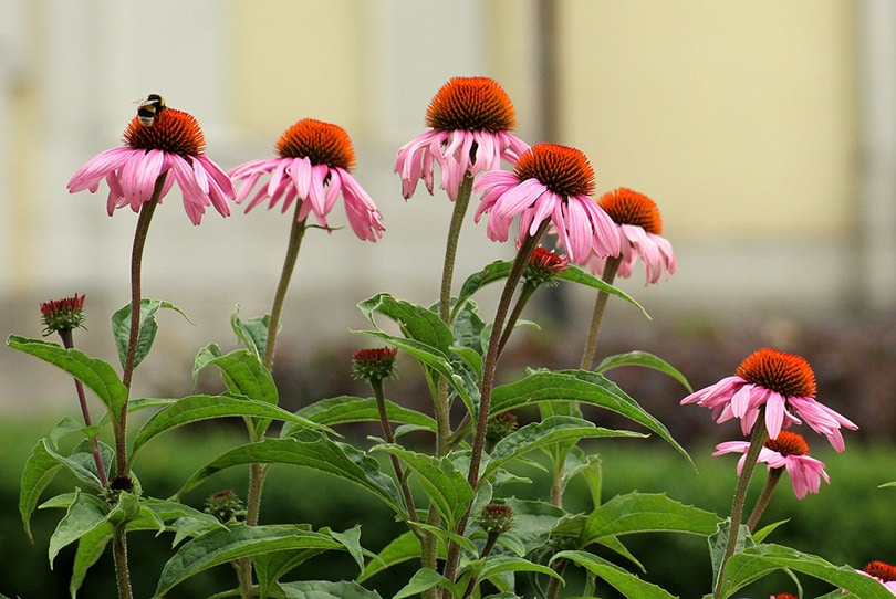 Purple coneflower