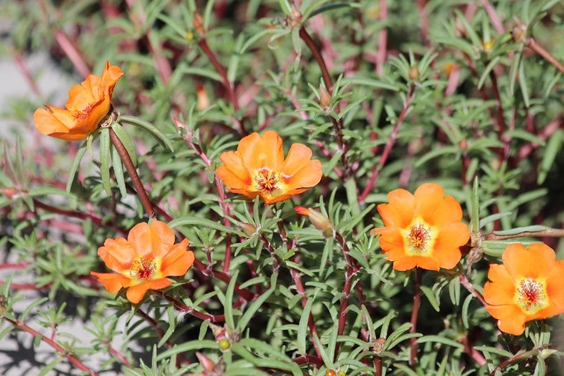 Purslane