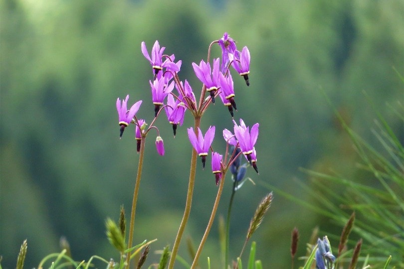 Shooting Star Flower