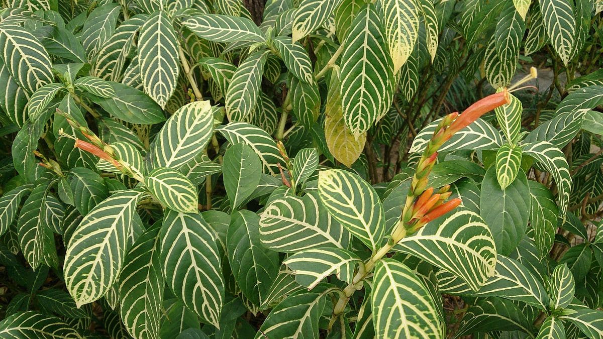 Shrubby Whitevein (Sanchezia speciosa) 5