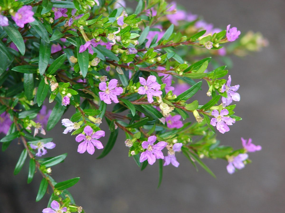 Starr 070906-8481 Cuphea hyssopifolia
