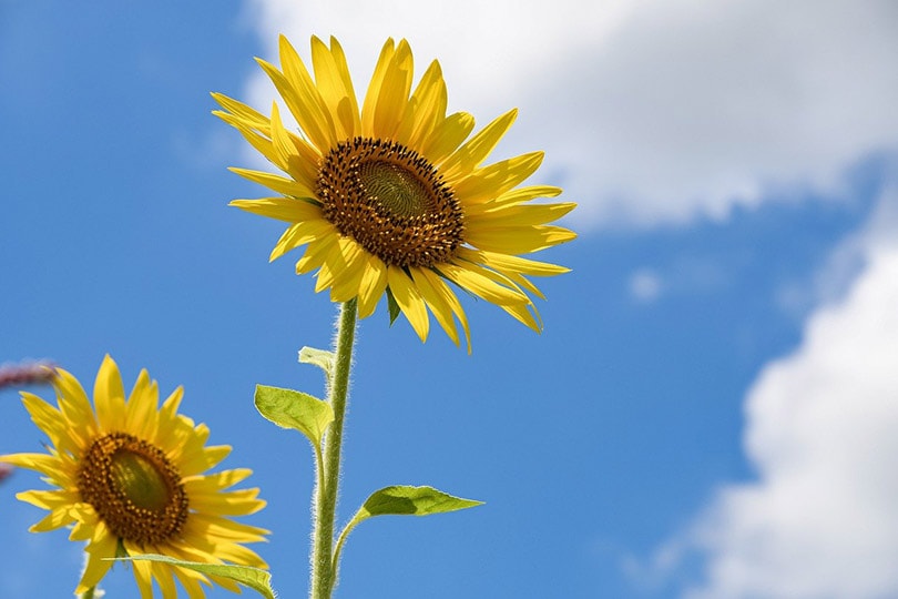 Sunflower flowers