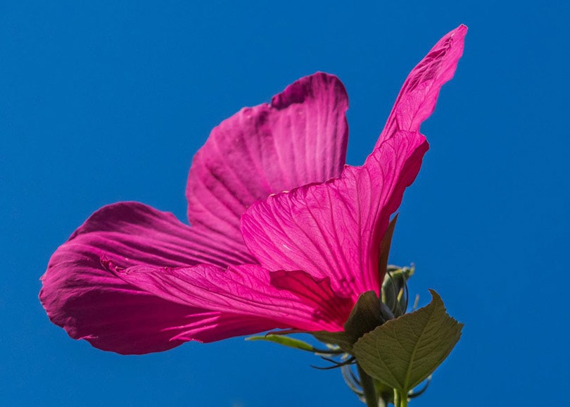 Swamp Hibiscus in blue background