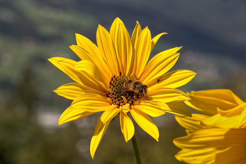 Swamp Sunflower