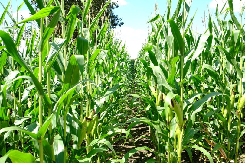 Sweet Corn