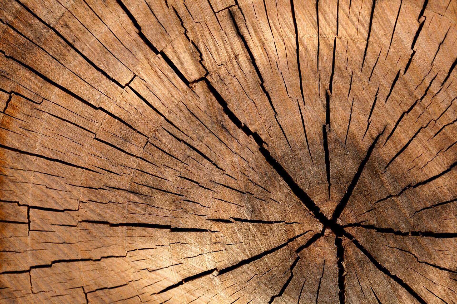 Tree Ring