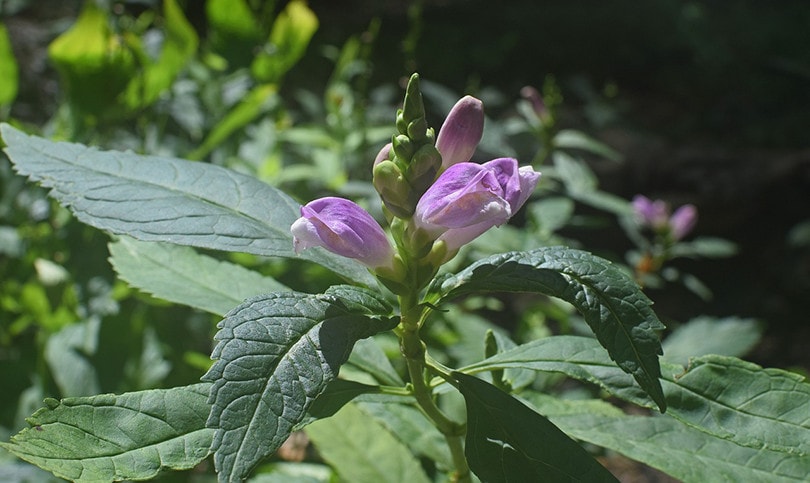 Turtlehead