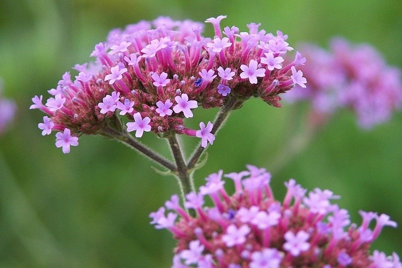 Verbena