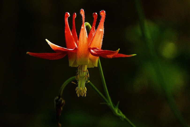 Western Columbine