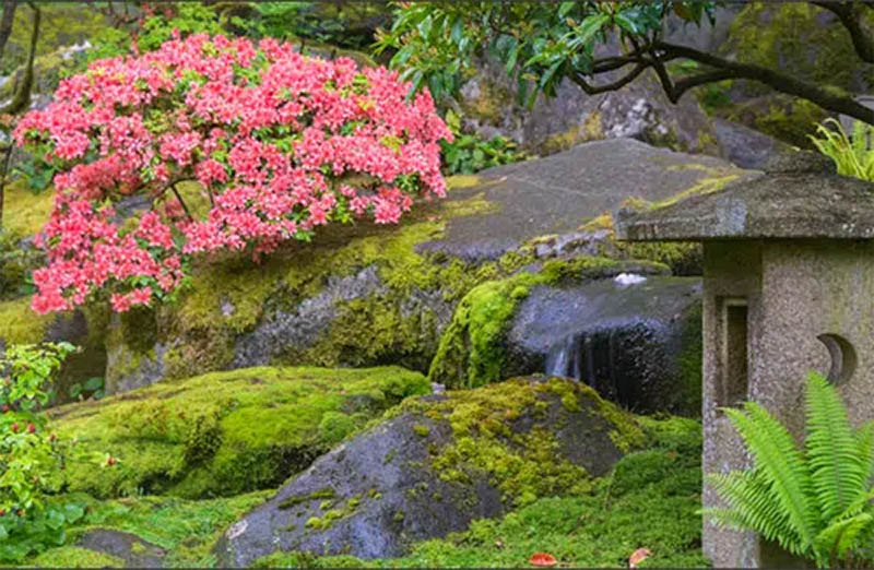 Zen Moss Garden