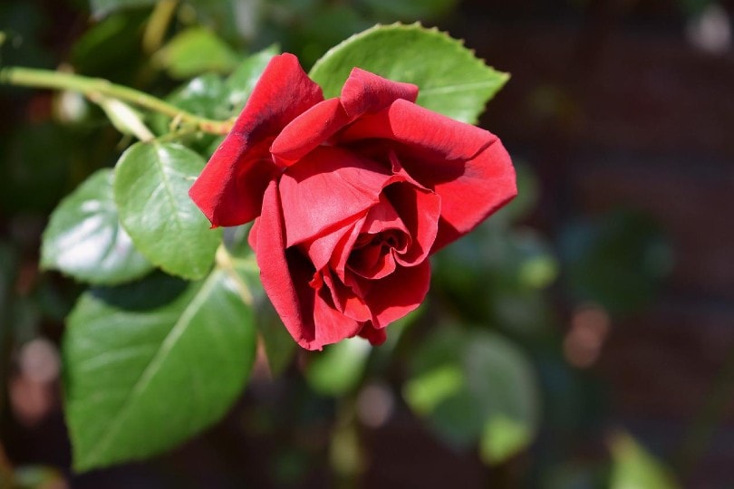 a beautiful red rose