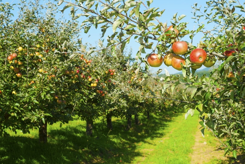 apple orchard
