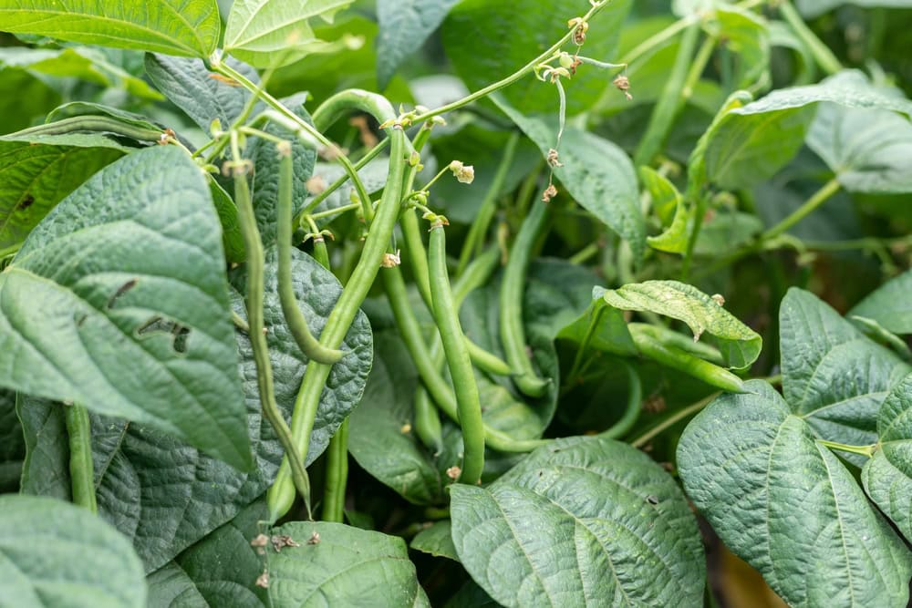 asparagus beans