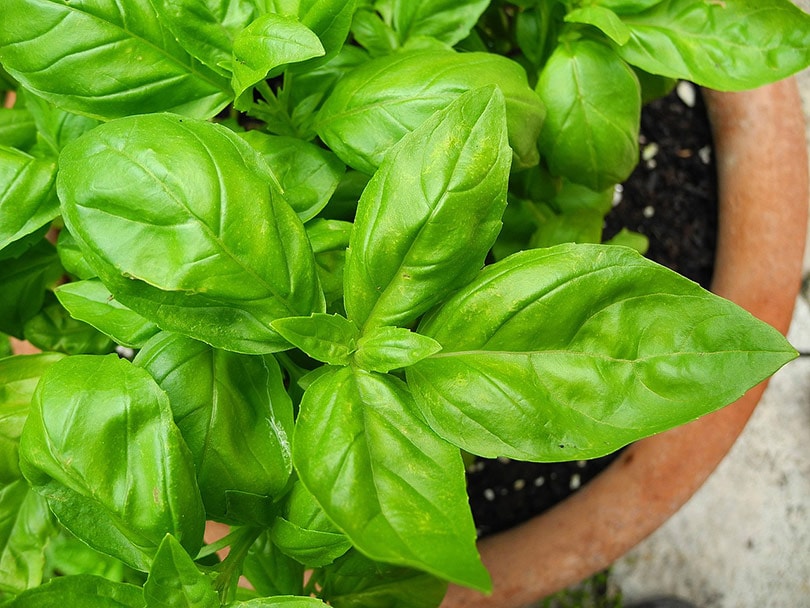 bail herb plant in a pot close up