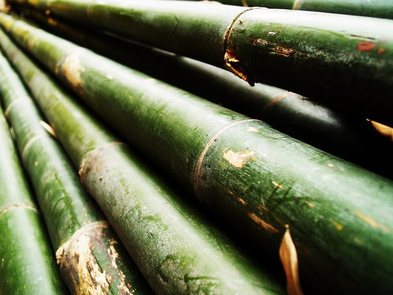 bamboo poles