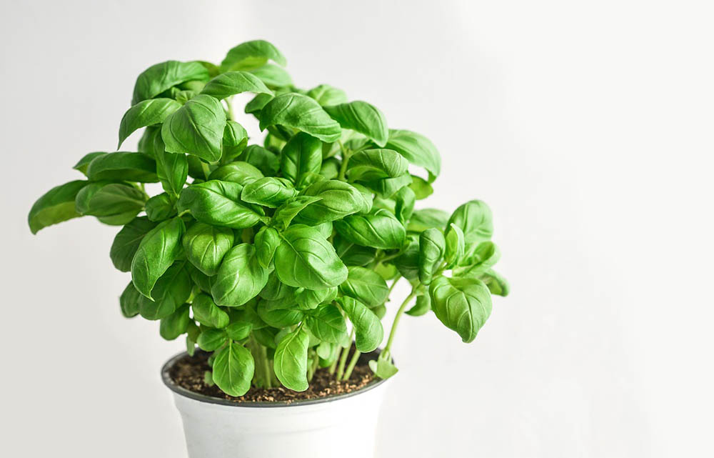 basil plant indoor