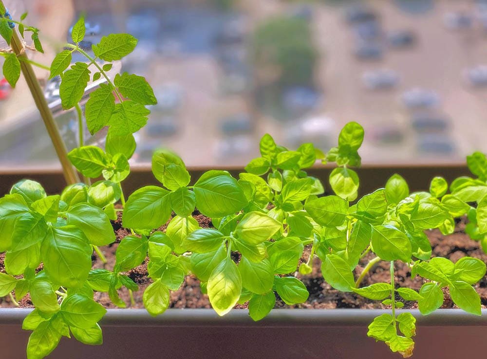 basil plant on a sunny spot indoor