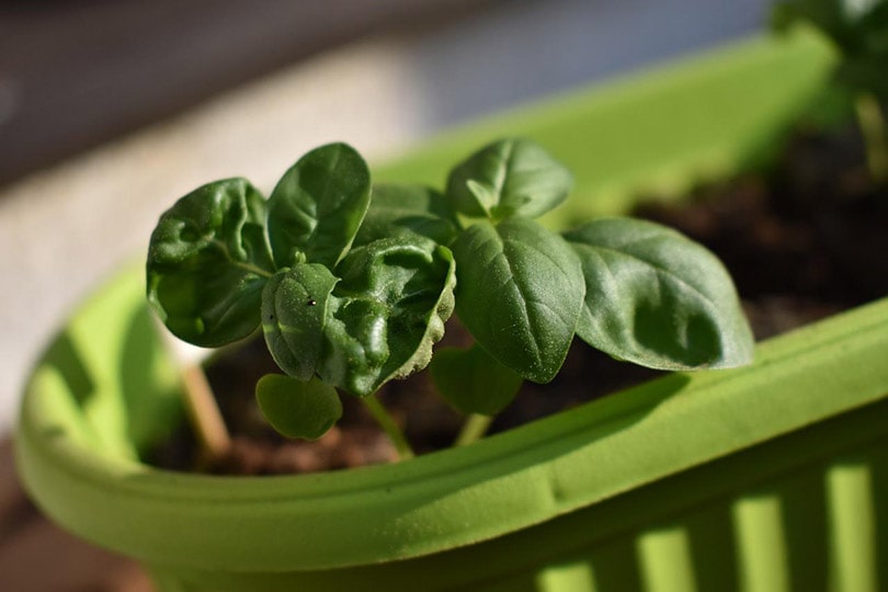 basil plant sprouts in green pot