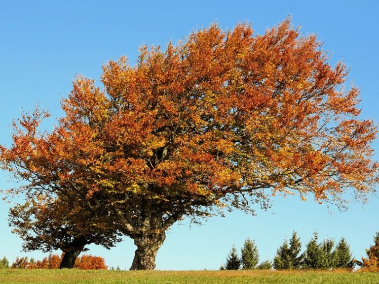 10 Different Types of Deciduous Trees (With Pictures) | Home Grail