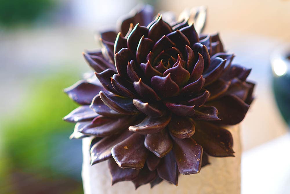 Black Prince succulent
