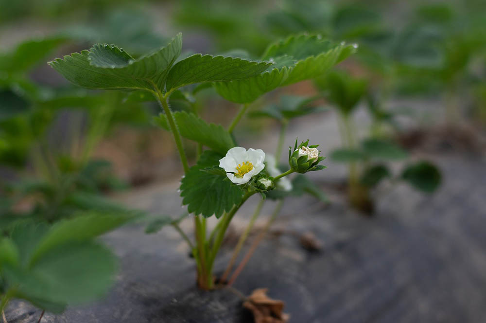 blossoming strawberry plant