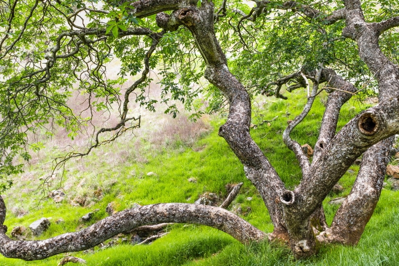 california buckeye tree