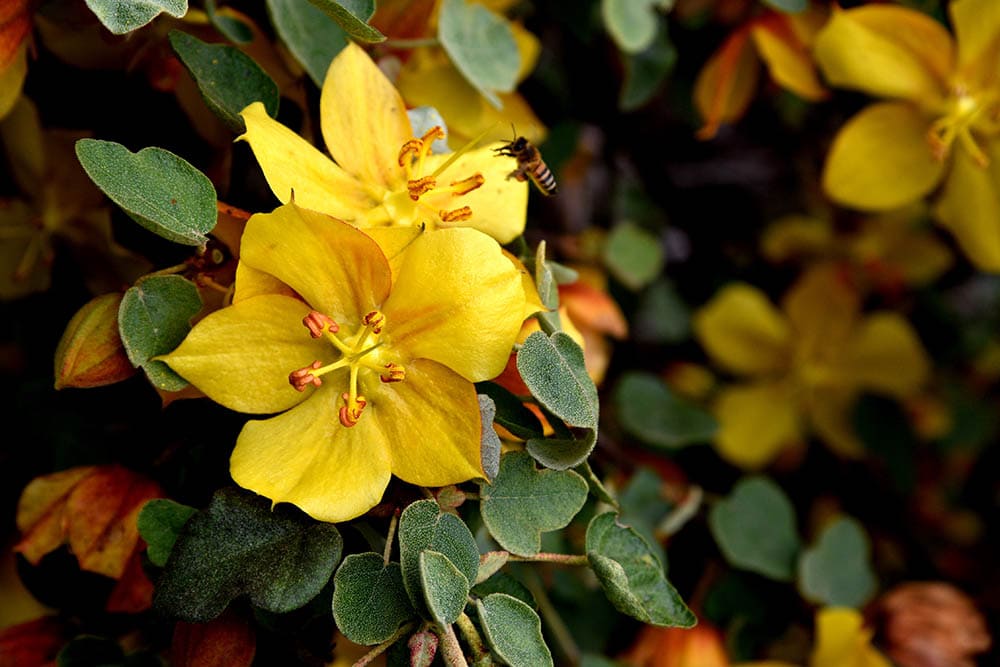 California flannelbush
