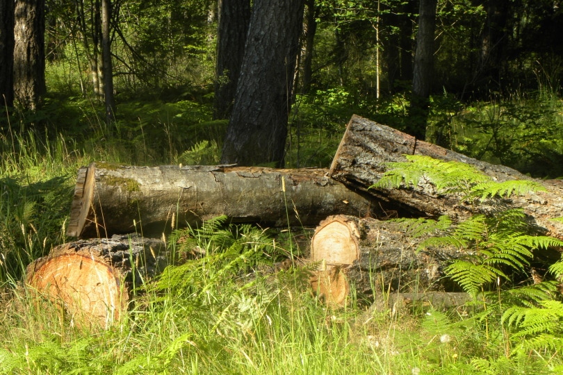 canadian hemlock log