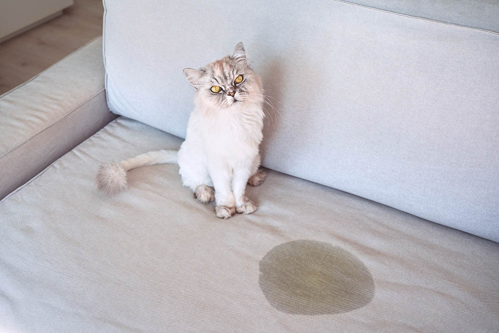 cat peed on the couch