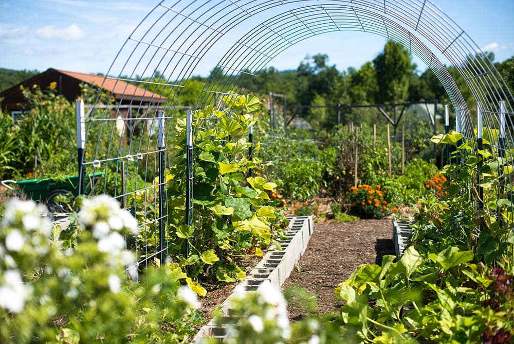 cattle panel trellis