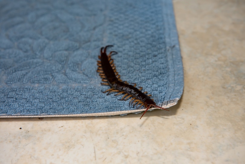centipede climbing in towel