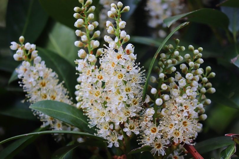 cherry laurel