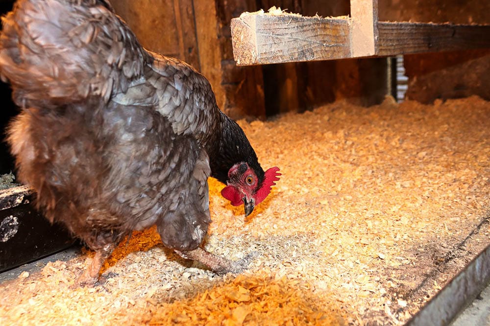 chicken inside coop with pine shavings
