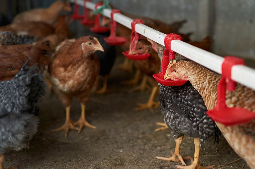 Chickens drinking water by nipple