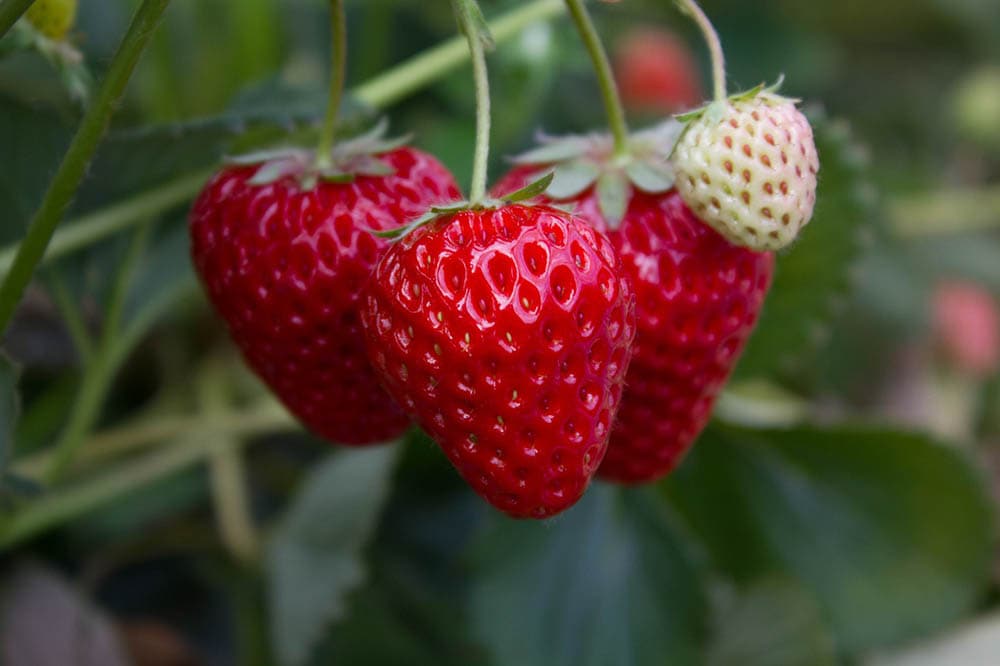 close up of strawberries ready to harvest
