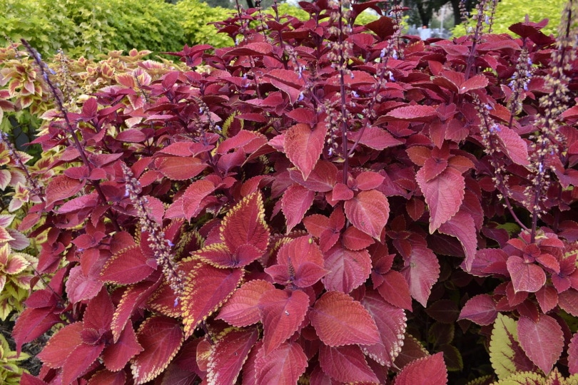 coleus plant