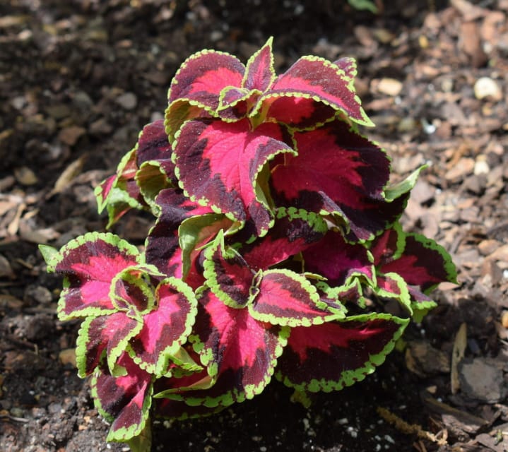 coleus plant