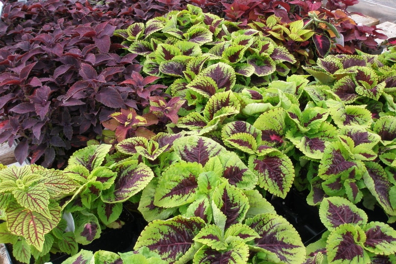 Coleus plant