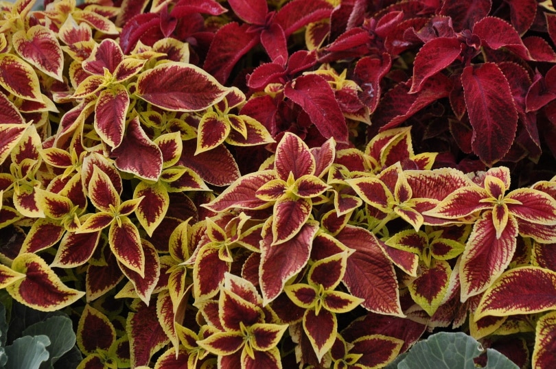 coleus plant