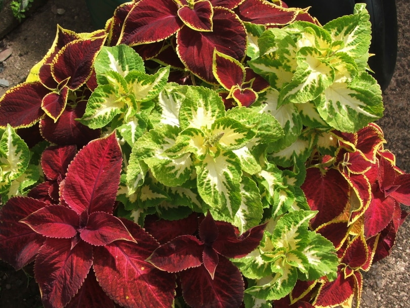 coleus