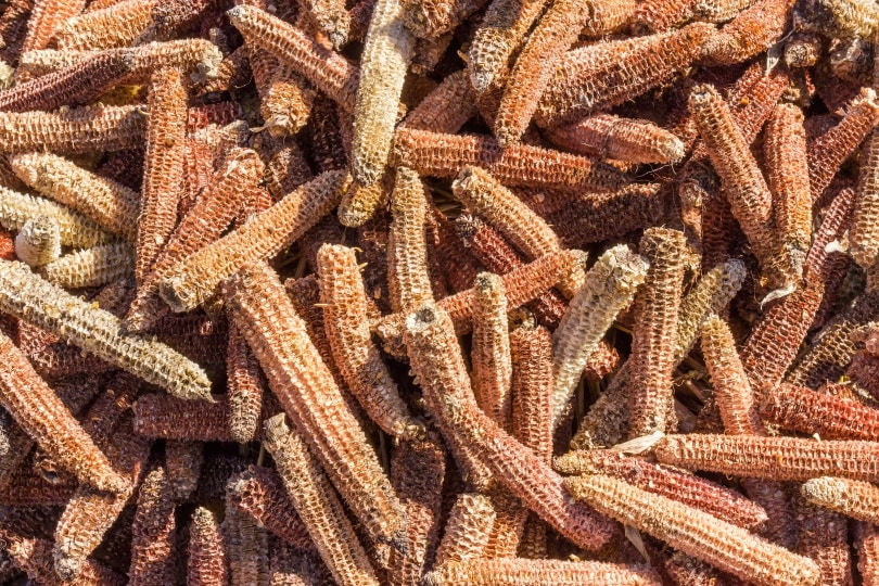corn cobs