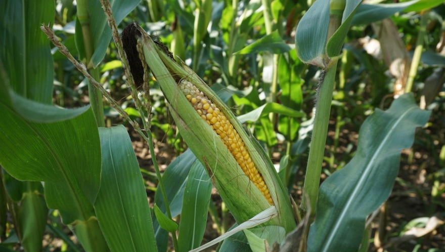corn