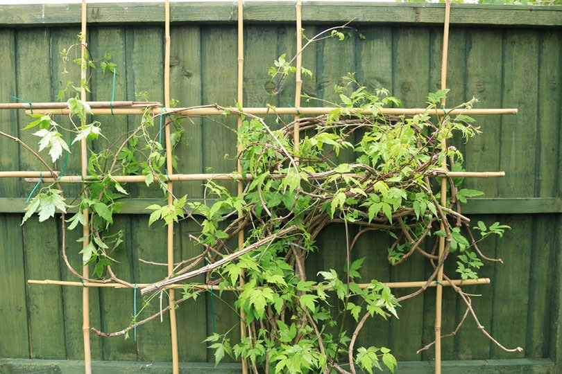 creeper plant supported by a bamboo cane trellis