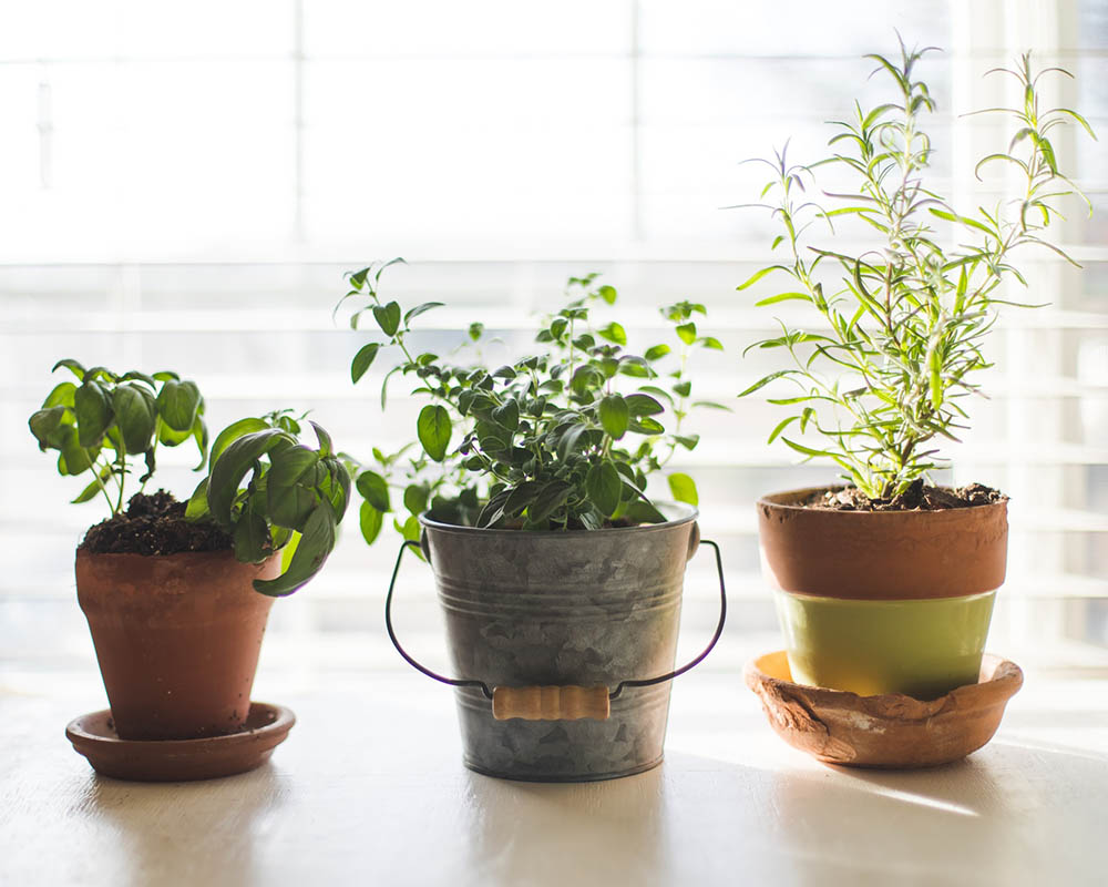 different herbs growing indoor
