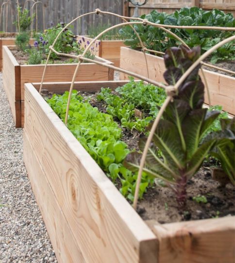 diy garden hoop tunnel