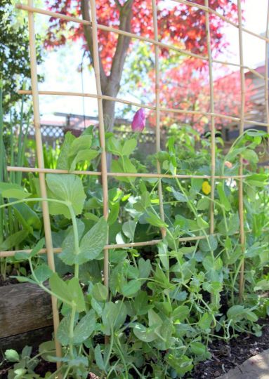 diy woven bamboo trellis