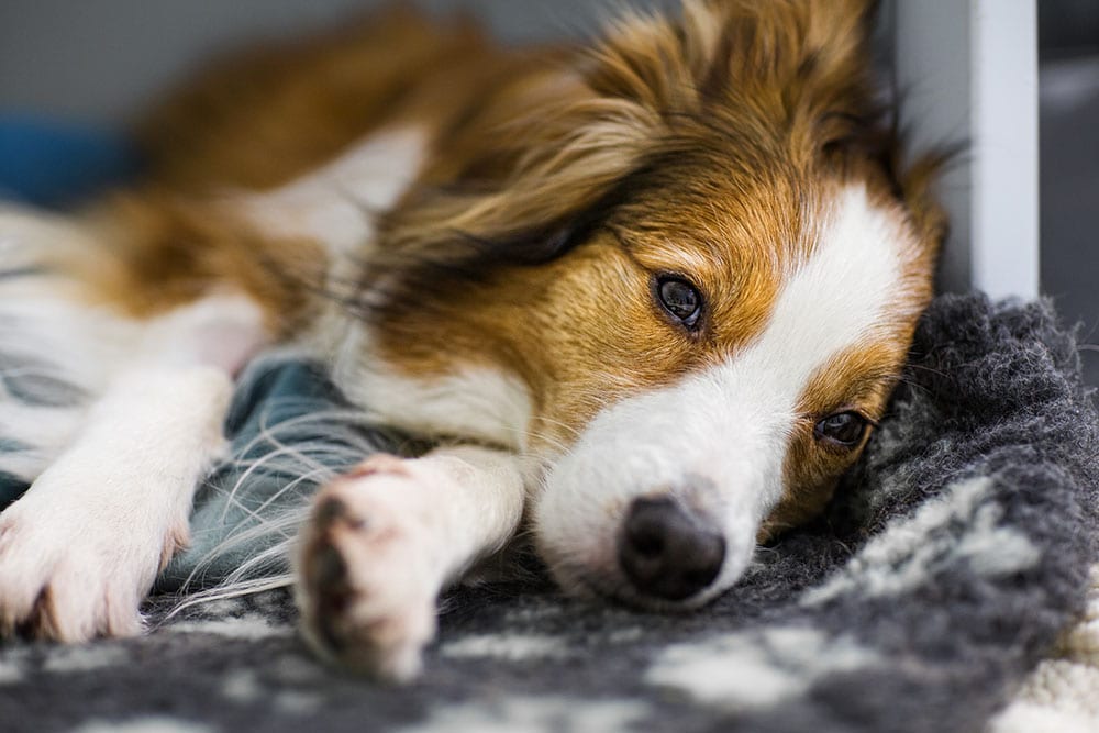dog lying on a wool rug