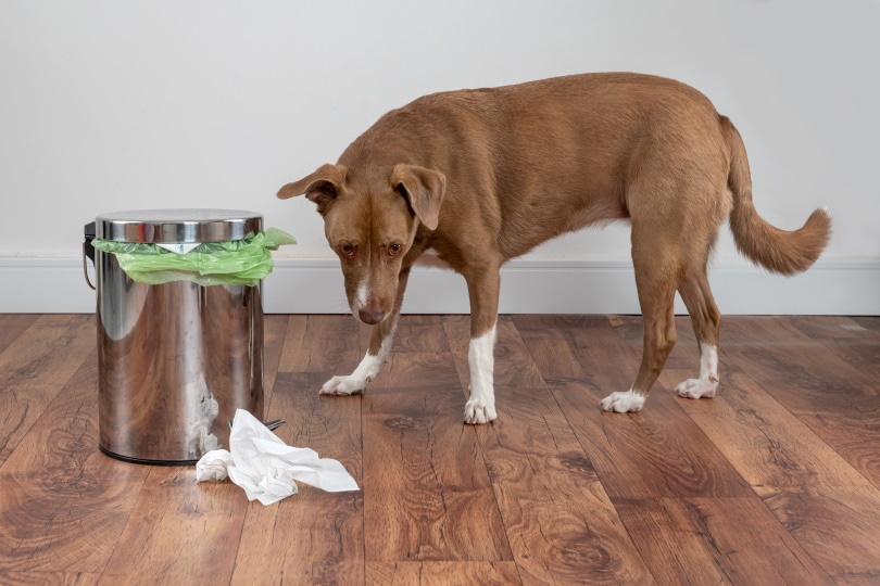 dog standing near trash can