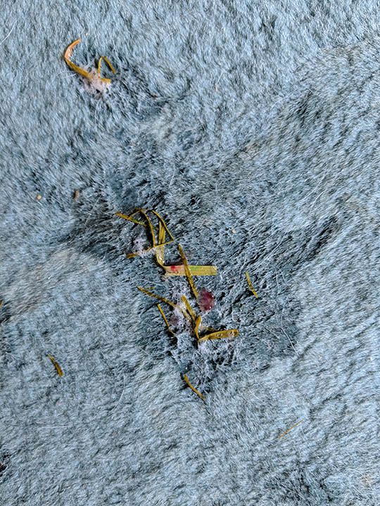 dog vomit on rug