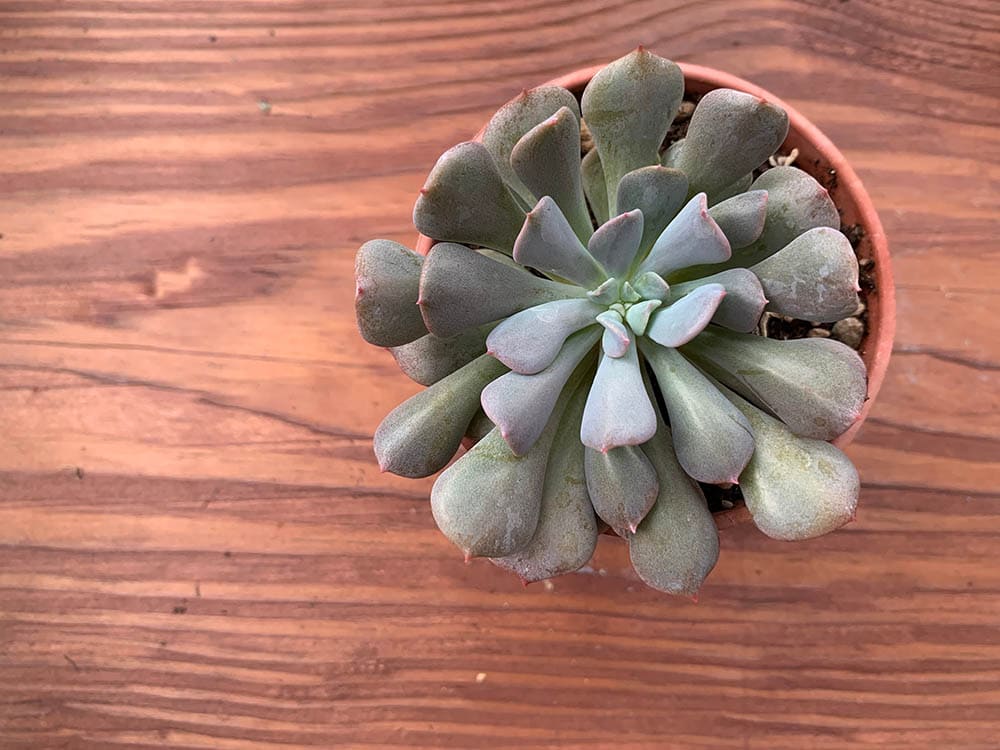 Echeveria Cubic Frost